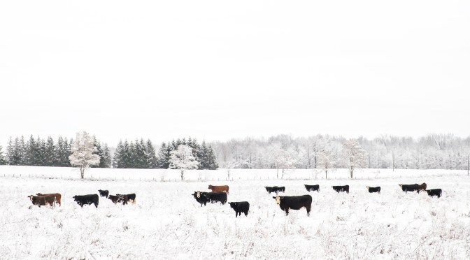Tedesco idiomatico: Die Kuh vom Eis holen