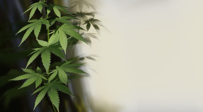 Legalizzazione della cannabis in Germania