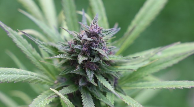 Legalizzazione controllata della cannabis