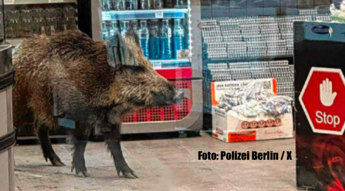 Un insolito cliente al centro commerciale: cinghiale si perde a Köpenick